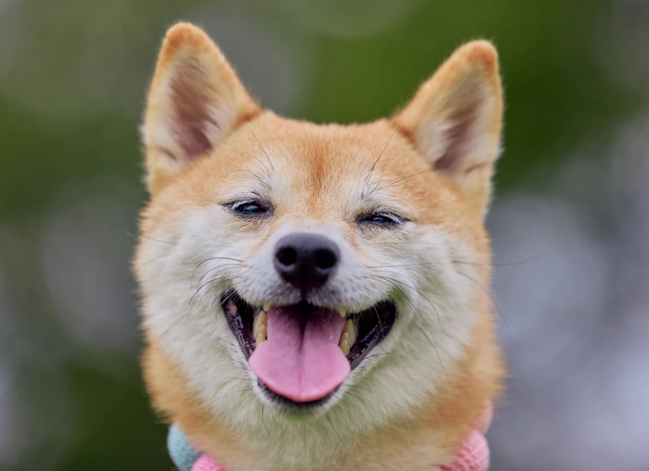 Bandana for Dogs & Cats - Upload Your Pet [Custom Prints]